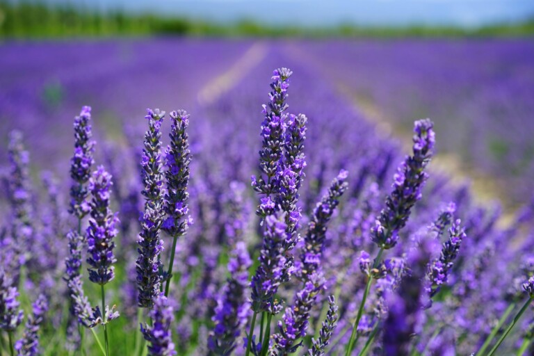 lavender essential oil benefits for stress and anxiety relief