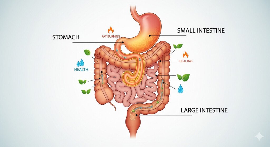An illustration of the digestive system showing the process of digestive health and fat burning.